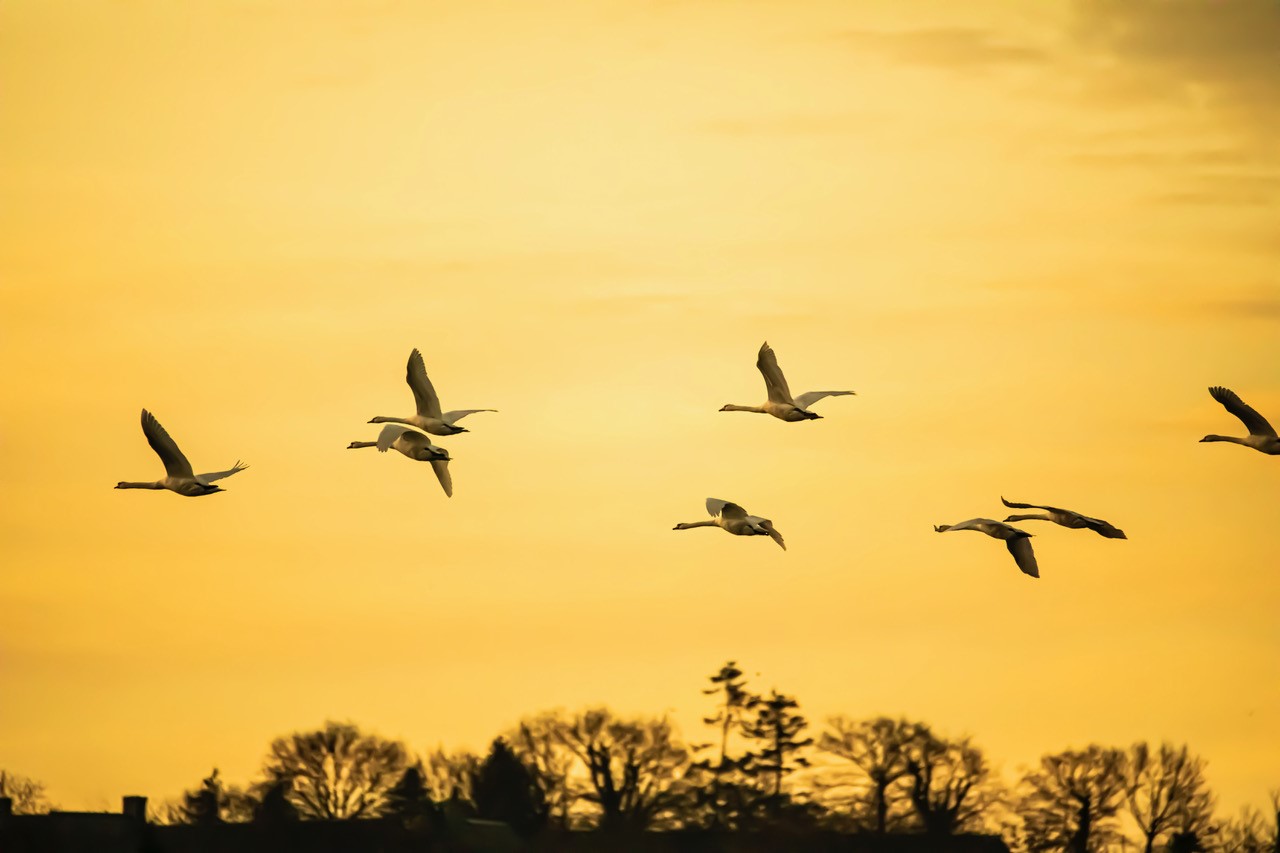 Photo d'oiseaux en vol